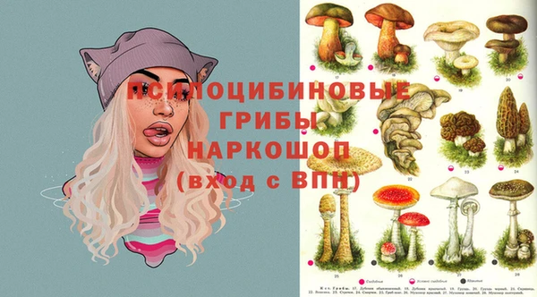 хмурый Белокуриха